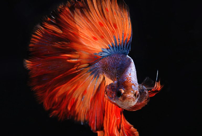 pietro-jeng-0Sd2qqU5soQ-unsplash