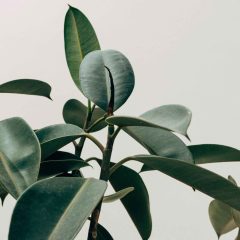 scott-webb-eA2z1JSzZFI-unsplash-scaled (1)